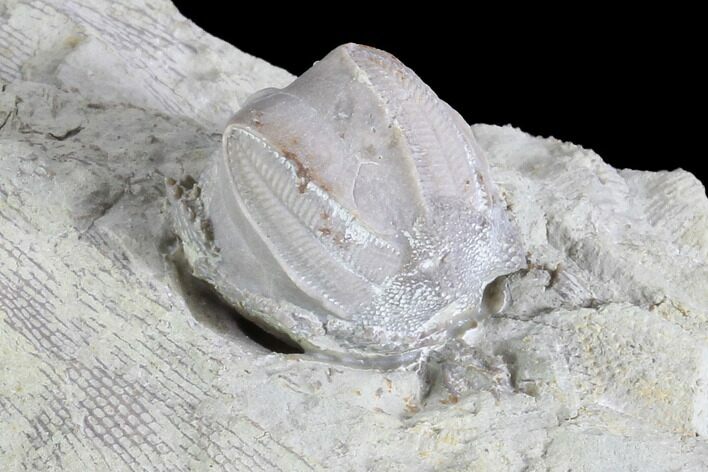Blastoid (Pentremites) Fossil - Illinois #86460